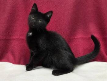 SCOOTER -  Domestic Short Hair Cat for Adoption in Ames, Iowa - SCOOTER | PetCurious