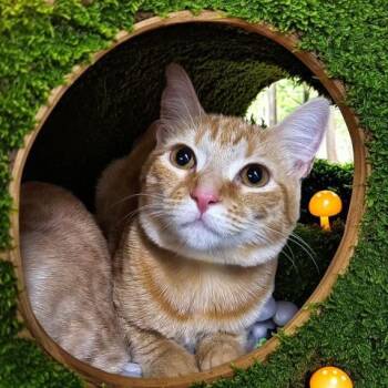 KIARA -  Domestic Short Hair Cat for Adoption - KIARA | PetCurious