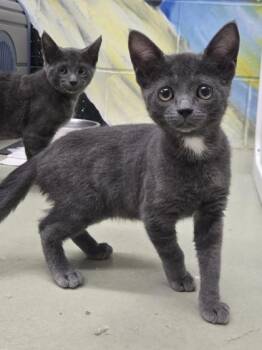Gray -  Domestic Short Hair Cat Available for Adoption in Savannah, Georgia - Gray | PetCurious