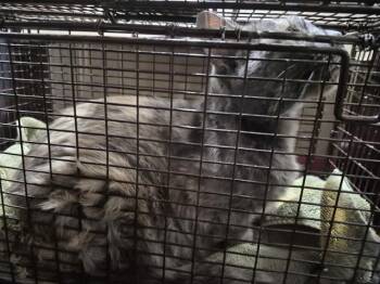 Domestic Short Hair Cats Available for Adoption - MEU MEU | PetCurious