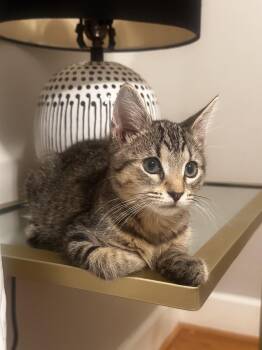 TJ (FCID# 08/18/2026 - 9) -  Tabby Cat for Adoption in Greenville, Delaware - TJ (FCID# 08/18/2026 - 9) | PetCurious