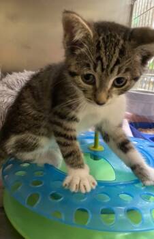 Rescue Domestic Short Hair Cats for Adoption in Columbia City, Indiana - Chirp | PetCurious