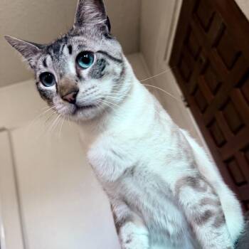Dexter -  Siamese and Domestic Short Hair Cat for Adoption in Fort Worth, Texas - Dexter | PetCurious