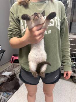 Catoosa (Stormy) -  Siamese Cat for Adoption in Sorrento, Louisiana - Catoosa (Stormy) | PetCurious