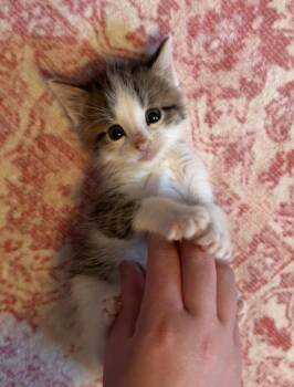Milo *Kitten* -  Domestic Short Hair Cat for Adoption - Milo *Kitten* | PetCurious