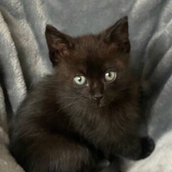 Rescue Domestic Short Hair Cats for Adoption in Midway City, California - Wally | PetCurious