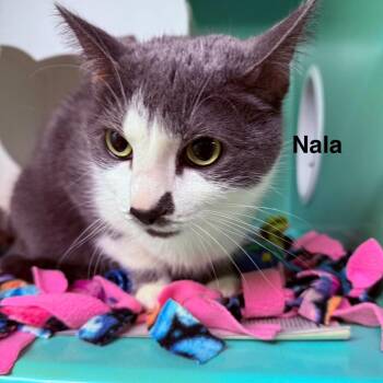 Nala -  Domestic Short Hair Cat for Adoption - Nala | PetCurious