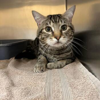 Chaos -  Domestic Short Hair Cat for Adoption in Lindon, Utah - Chaos | PetCurious