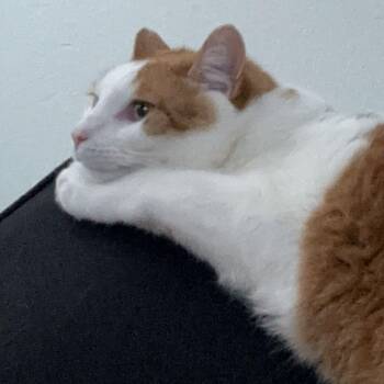 Calvin- Bonded with Bandit- Courtesy Post -  Domestic Medium Hair Cat for Adoption in Frederick, Maryland - Calvin- Bonded With Bandit- Courtesy Post | PetCurious
