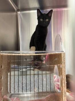 Bologna -  Domestic Short Hair Cat for Adoption in Burgaw, North Carolina - Bologna | PetCurious