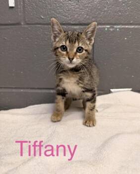 Tiffany -  Domestic Short Hair Cat for Adoption in Fort Worth, Texas - Tiffany | PetCurious