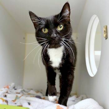 Gracie -  Domestic Short Hair Cat for Adoption in Woodinville, Washington - Gracie | PetCurious