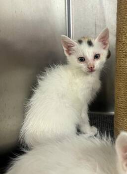 Domestic Short Hair Cats Available for Adoption in Murray, Kentucky - Jill | PetCurious