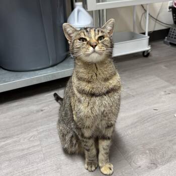 Betty -  Domestic Short Hair Cat for Adoption in Antioch, California - Betty | PetCurious