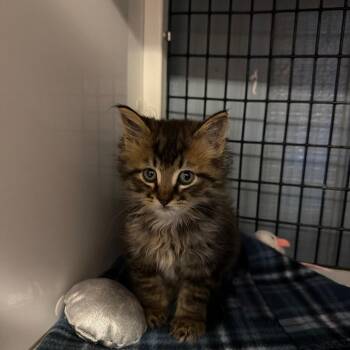 Milo -  Domestic Long Hair Cat for Adoption in Ruckersville, Virginia - Milo | PetCurious