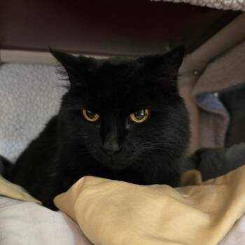 Domestic Medium Hair Cats Available for Adoption in Fort Bragg, California - Kitty | PetCurious