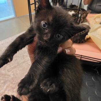 Dandelion -  Domestic Short Hair Cat for Adoption in Leander, Texas - Dandelion | PetCurious