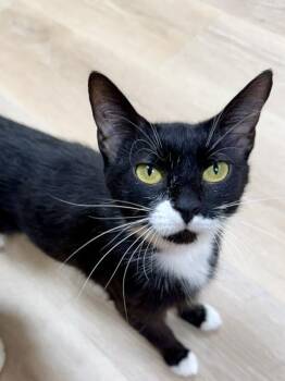 Nina -  Domestic Short Hair Cat for Adoption in Medina, Ohio - Nina | PetCurious
