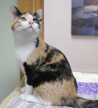 Hissy -  Calico Cat for Adoption in Portage, Wisconsin - Hissy | PetCurious