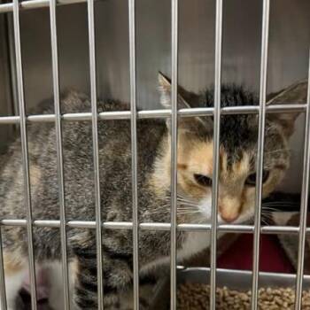 Juno C11478 -  Domestic Short Hair Cat for Adoption - Juno C11478 | PetCurious