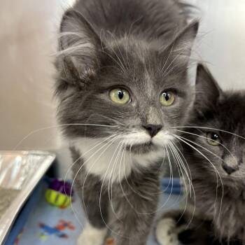 Monarch -  Domestic Long Hair Cat for Adoption in Matteson, Illinois - Monarch | PetCurious