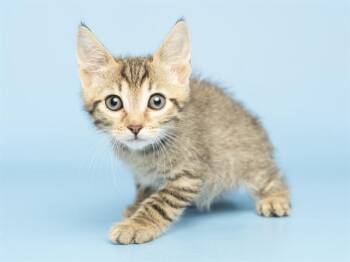 Domestic Short Hair Cats Available for Adoption in Phoenix, Arizona - KODA | PetCurious