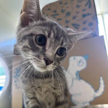 Tilt-A-Whirl -  Domestic Short Hair Cat for Adoption in West Olive, Michigan - Tilt-A-Whirl | PetCurious