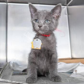 MR RUFFLES -  Domestic Short Hair Cat for Adoption in St. Louis, Missouri - MR RUFFLES | PetCurious