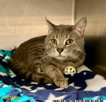 Domestic Short Hair Cats Available for Adoption in West Palm Beach, Florida - SHADOW | PetCurious