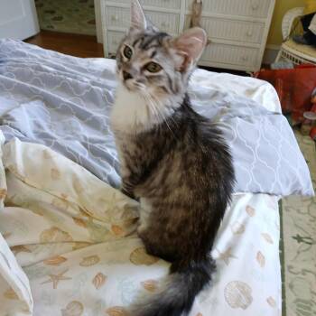 Rescue Domestic Medium Hair Cats for Adoption in Richmond, Virginia - Fuzzy Butt | PetCurious