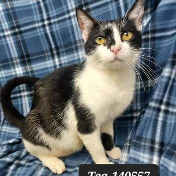 Tea -  Domestic Short Hair Cat for Adoption in New Tazewell, Tennessee - Tea | PetCurious