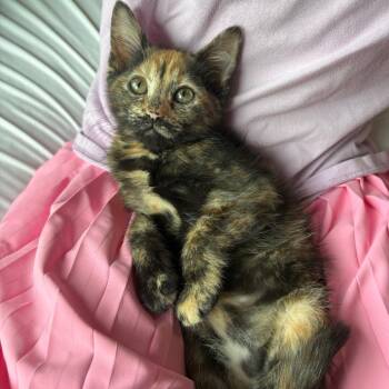 Emery Holland -  Domestic Short Hair Cat for Adoption in Eagle Mountain, Utah - Emery Holland | PetCurious