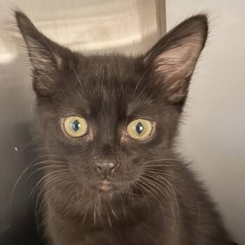 Spottie Dottie -  Domestic Short Hair Cat for Adoption in Los Angeles, California - Spottie Dottie | PetCurious