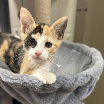 Domestic Short Hair Cats Available for Adoption in Birmingham, Alabama - Custard | PetCurious