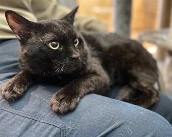 Domestic Short Hair Cats Available for Adoption in Chula Vista, California - BATMAN | PetCurious