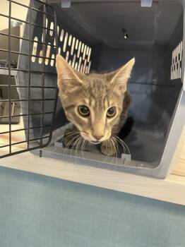 Domestic Short Hair Cats Available for Adoption in Palmetto, Florida - A136610 | PetCurious