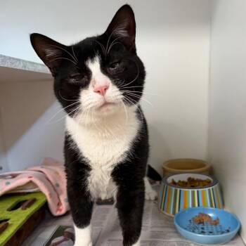 Dingo -  Domestic Short Hair Cat for Adoption in Newport, North Carolina - Dingo | PetCurious