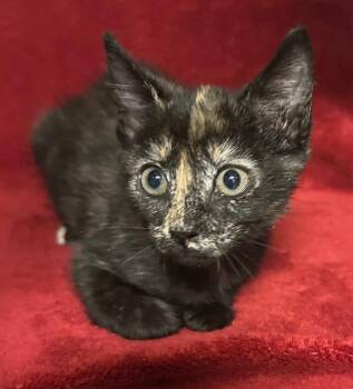 Rhombus -  Domestic Short Hair Cat for Adoption in Ocala, Florida - Rhombus | PetCurious