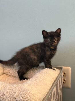 Mocha -  Domestic Short Hair Cat for Adoption in Skippack, Pennsylvania - Mocha | PetCurious