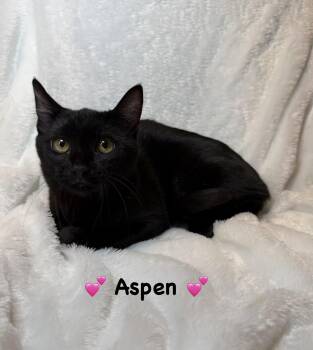 Aspen -  Domestic Short Hair Cat for Adoption in Copley, Ohio - Aspen | PetCurious