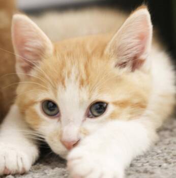 Domestic Short Hair Cats Available for Adoption in Topeka, Kansas - **Cat Cafe** Corncob | PetCurious