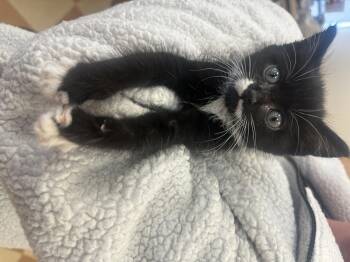 Rescue American Shorthair Cats for Adoption in Beach Park, Illinois - Penguin | PetCurious