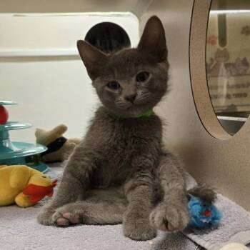 Domestic Short Hair Cats Available for Adoption in Oakland, California - Harold | PetCurious