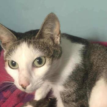 Rescue Domestic Short Hair Cats for Adoption in Mount Vernon, Arkansas - Mama Posse | PetCurious