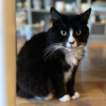 Namjoon -  Domestic Short Hair Cat for Adoption in Long Beach, California - Namjoon | PetCurious