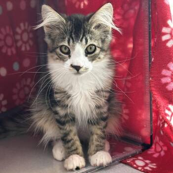 Biscotti -  Domestic Long Hair Cat for Adoption in Hailey, Idaho - Biscotti | PetCurious