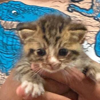 Domestic Short Hair Cats Available for Adoption in Parrish, Alabama - Kit 5 | PetCurious