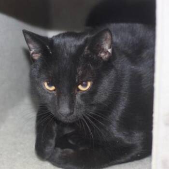 Buckingham -  Domestic Short Hair and Mixed Breed Cat for Adoption in Philadelphia, Pennsylvania - Buckingham | PetCurious