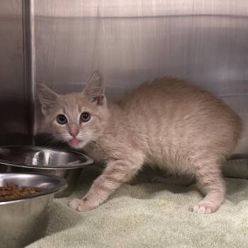 Spice -  Domestic Short Hair Cat for Adoption in Charleston, West Virginia - Spice | PetCurious