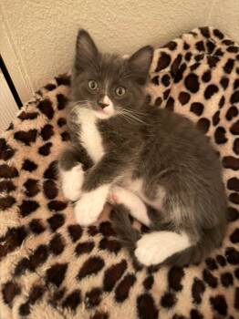Stirling -  Domestic Short Hair Cat for Adoption in New Washoe City, Nevada - Stirling | PetCurious